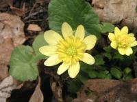 Orsej jarní 'Ashen Primrose' (Ficaria verna)