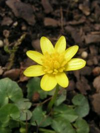 Orsej jarní 'Hoskins Miniature' (Ficaria verna)