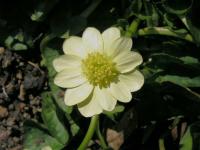 Orsej jarní 'Salmons White' (Ficaria verna)