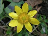 Orsej jarní 'Winkworth' (Ficaria verna)