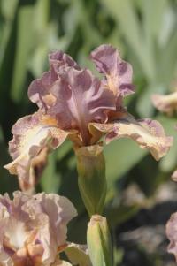 Kosatec 'Doll' - Prostřední bradaté kosatce (Iris)