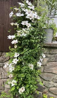 Plamének 'Miss Bateman' (Clematis)