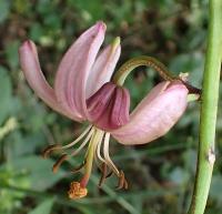 Lilie zlatohlavá (Lilium martagon)