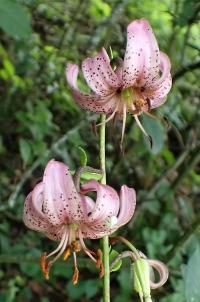 Lilie zlatohlavá (Lilium martagon)