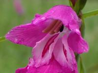 Mečík střechovitý (Gladiolus imbricatus)