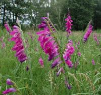 Mečík střechovitý (Gladiolus imbricatus)