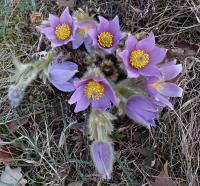 Koniklec velkokvětý (Pulsatilla grandis)