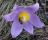 Koniklec velkokvětý (Pulsatilla grandis)