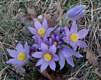 Koniklec velkokvětý (Pulsatilla grandis)
