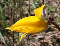 Tulipán planý (Tulipa sylvestris)