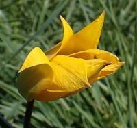 Tulipán planý (Tulipa sylvestris)