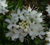 Rojovník bahenní (Rhododendron tomentosum)