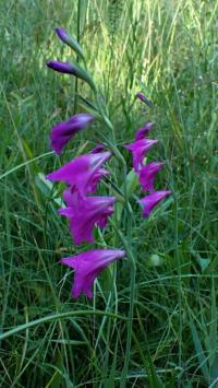 Mečík bahenní (Gladiolus palustris)