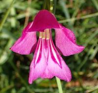 Mečík bahenní (Gladiolus palustris)