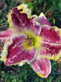 Denivka 'Quoting Hemingway' (Hemerocallis)