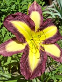Denivka 'Amethyst Prism' (Hemerocallis)
