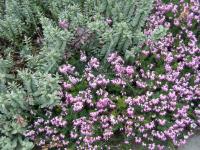 Vřesovec pleťový (Erica carnea)