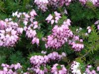 Vřesovec pleťový (Erica carnea)