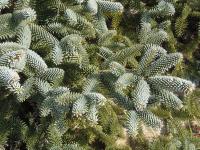 Jedle španělská 'Glauca' (Abies pinsapo)