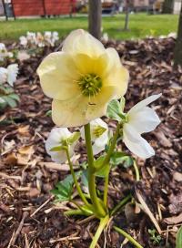 Čemeřice černá (Helleborus niger)