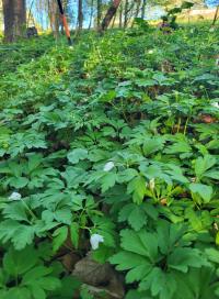 Sasanka hajní (Anemone nemorosa)