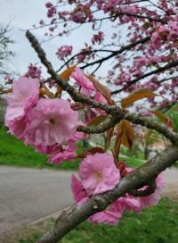 Sakura ozdobná (Prunus serrulata)
