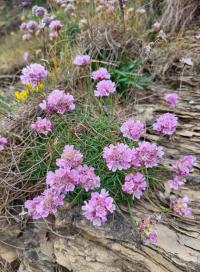 Trávnička přímořská (Armeria maritima)