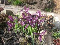 Kosatec síťkovaný (Iris reticulata)