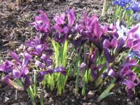 Kosatec síťkovaný (Iris reticulata)