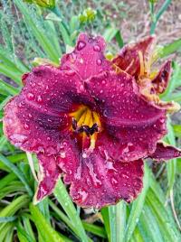 Denivka 'Berrylicious' (Hemerocallis)