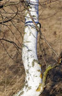 Silver Birch (Betula pendula)