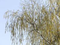 Silver Birch (Betula pendula)
