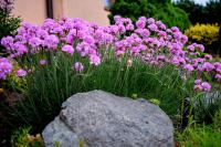 Trávnička prímorská (Armeria maritima)