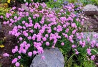 Trávnička prímorská (Armeria maritima)